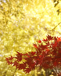 Foliage, in Japan