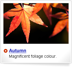 Autumn, foliage colour