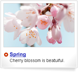 Spring, cherry blossom