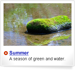 Summer, greeen and water