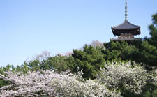 cherry tree at temple