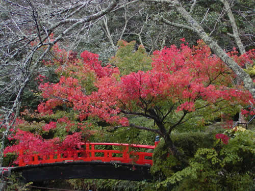 Maple in Japanese garden