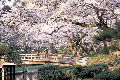 Bridge and cherry blossom