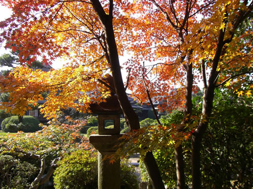 Japanese maple and stone lantern