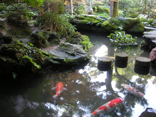 Carp (Koi) in a pond