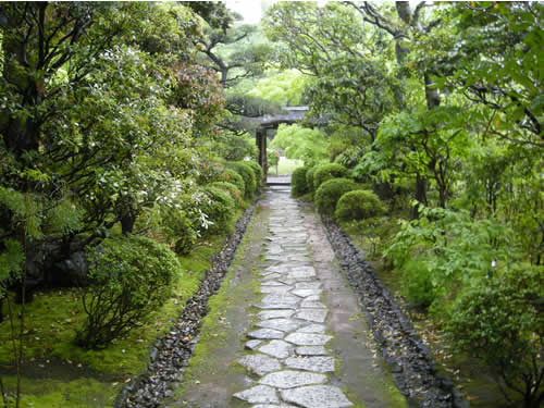 Tea garden Roji