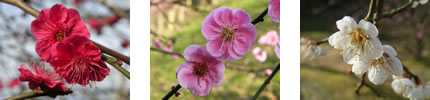 Japanese ume